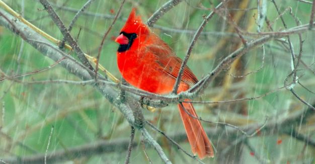 A Cardinal in Boston